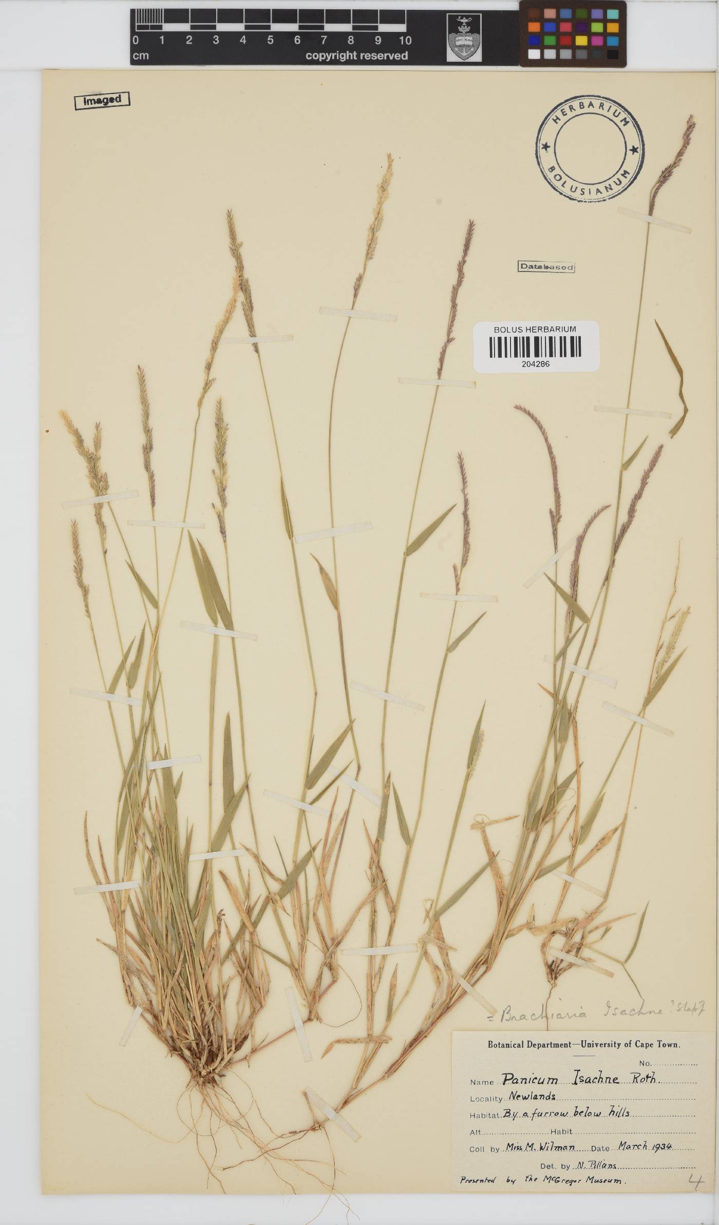 Brachiaria eruciformis image