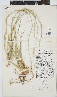 Brachiaria glomerata image