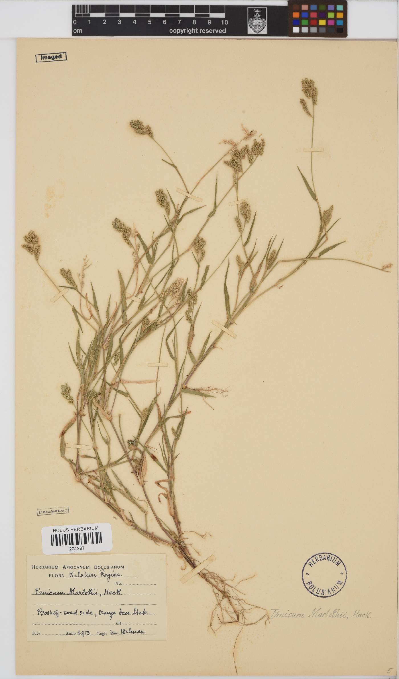 Brachiaria marlothii image