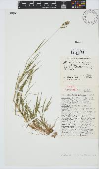 Brachiaria marlothii image