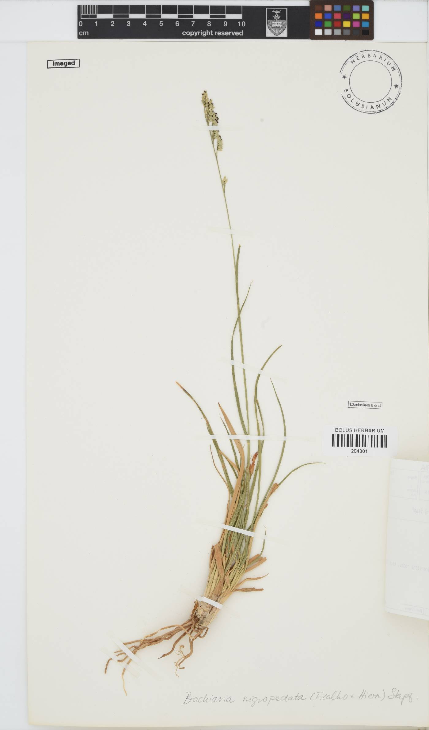 Brachiaria nigropedata image