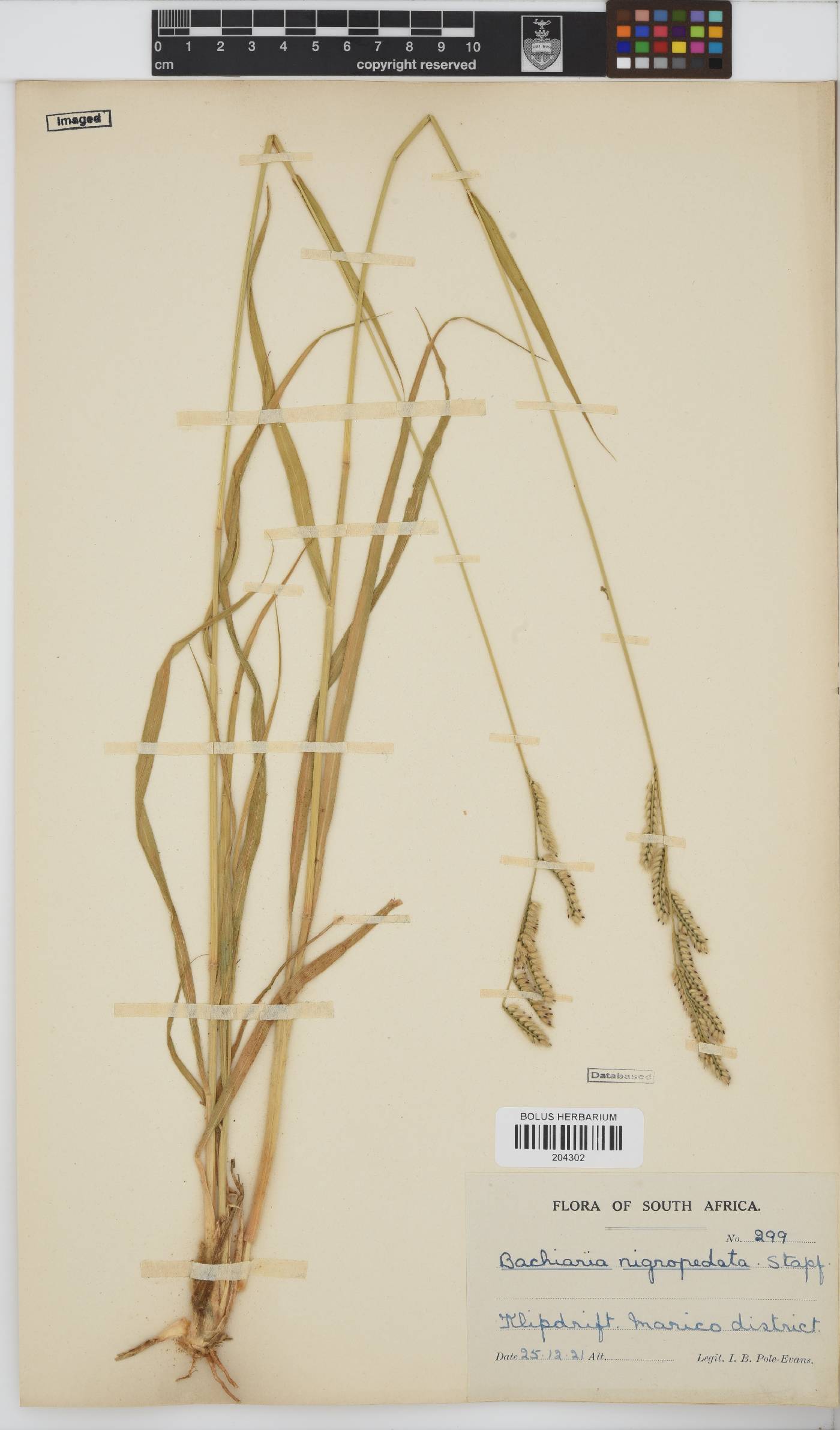 Brachiaria nigropedata image