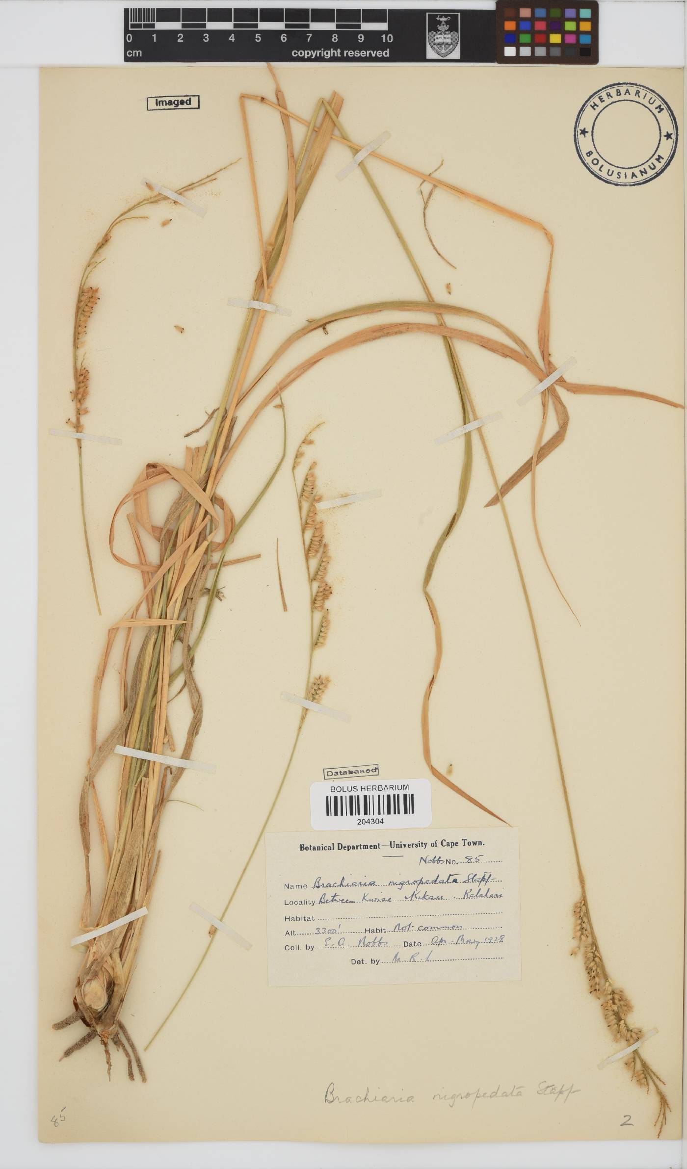Brachiaria nigropedata image