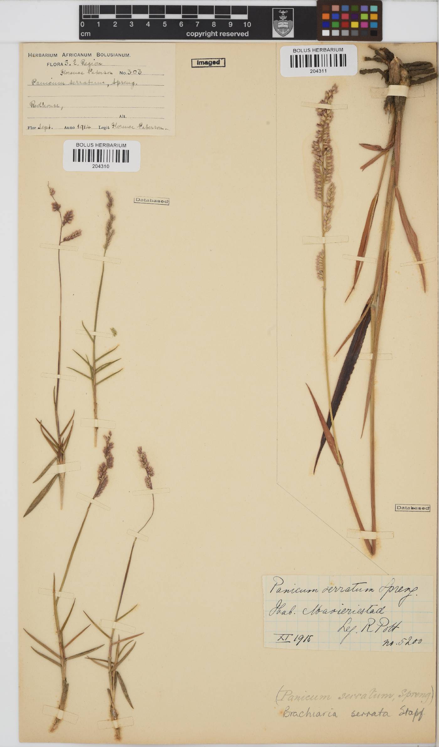 Brachiaria serrata image