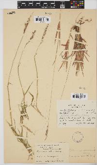 Brachiaria serrata image