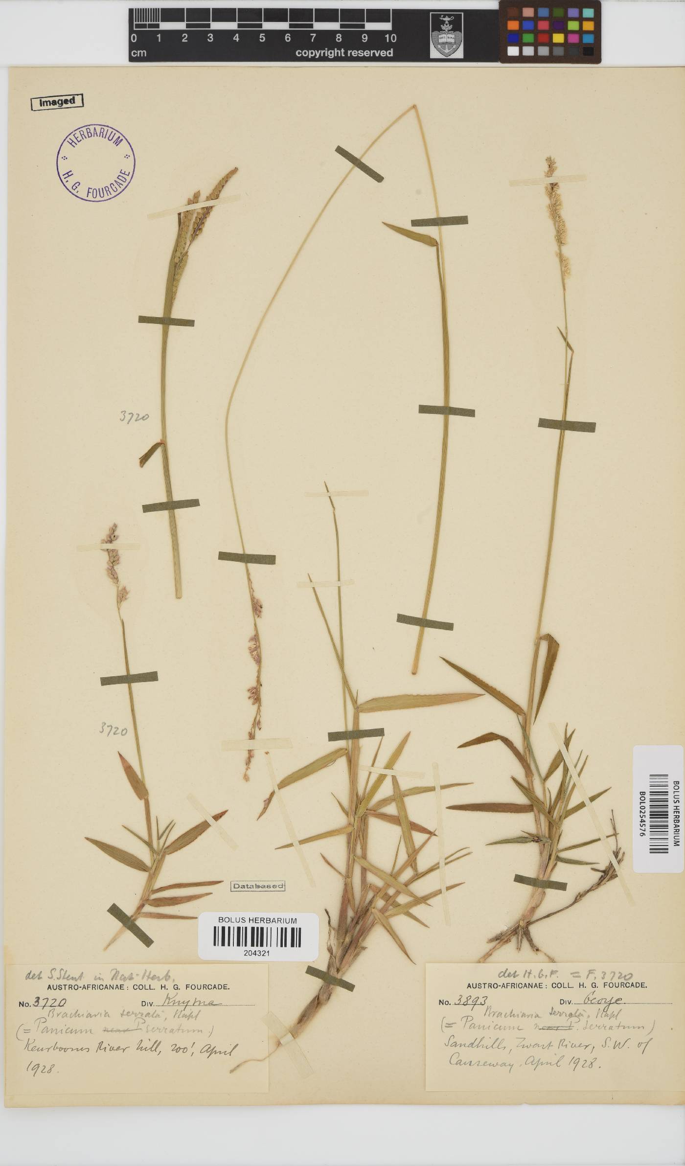 Brachiaria serrata image