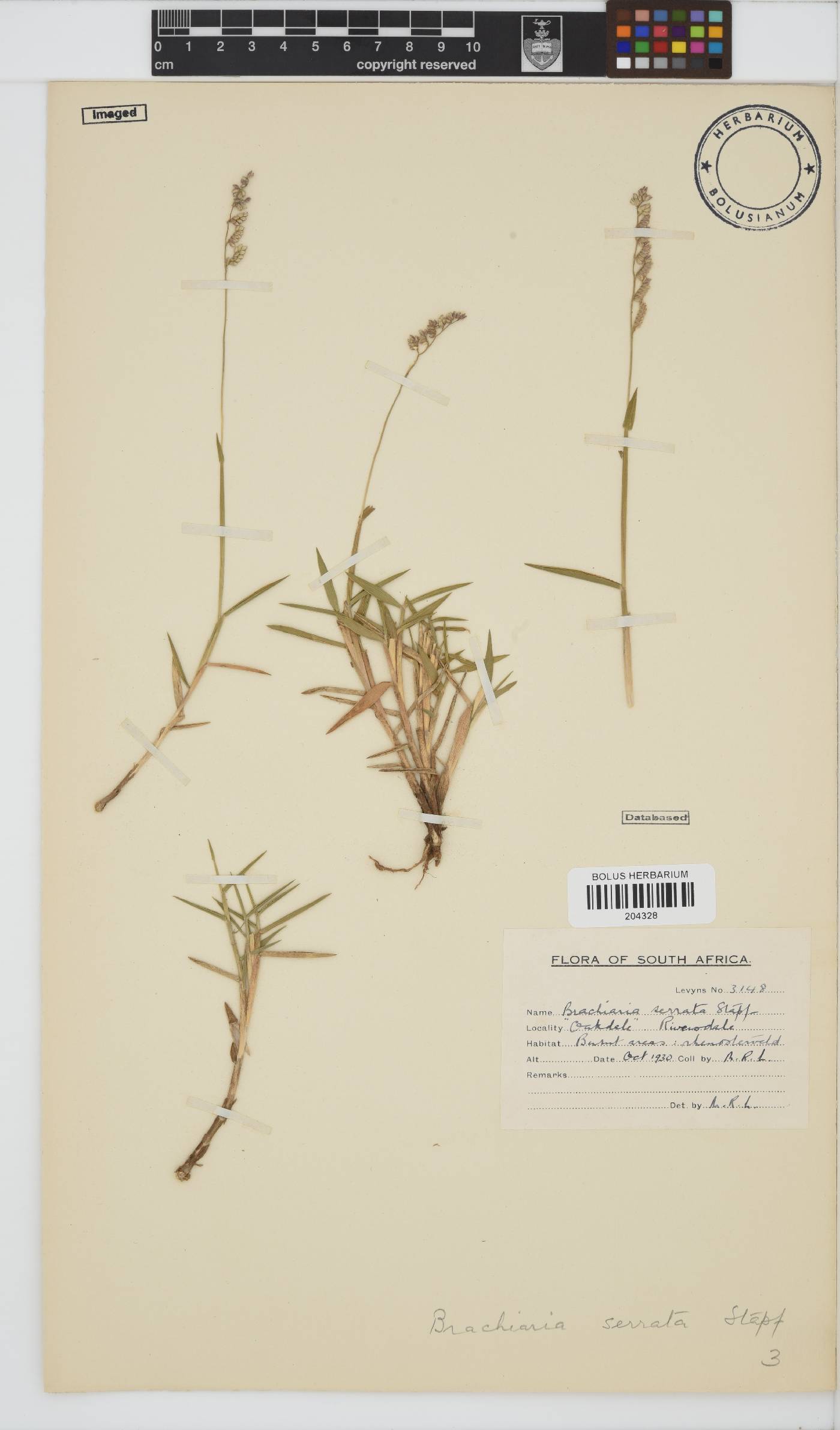 Brachiaria serrata image