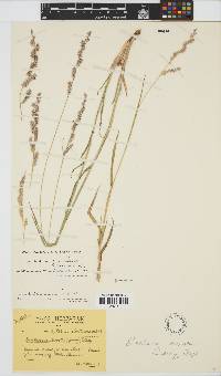 Brachiaria serrata image