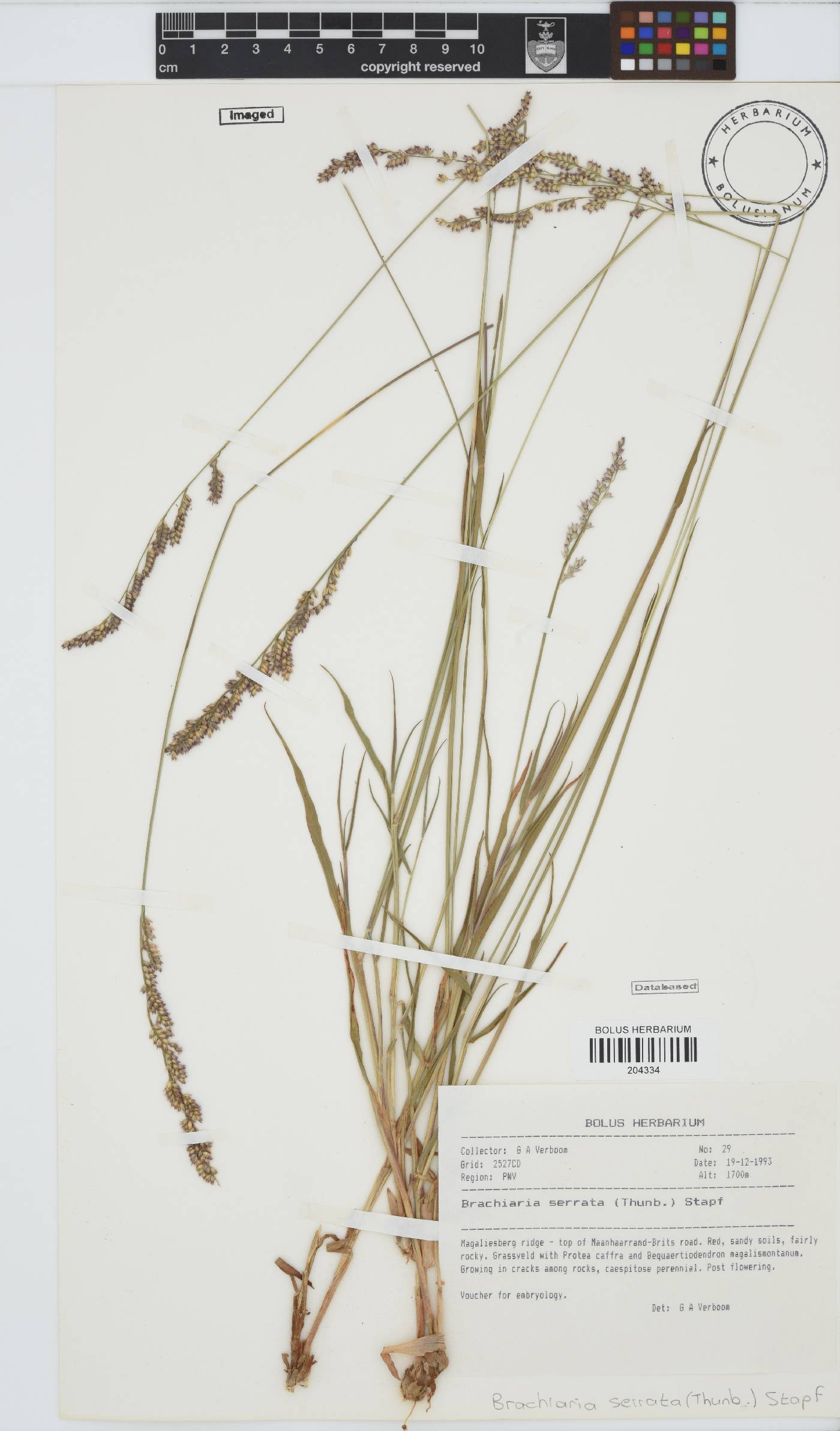 Brachiaria serrata image