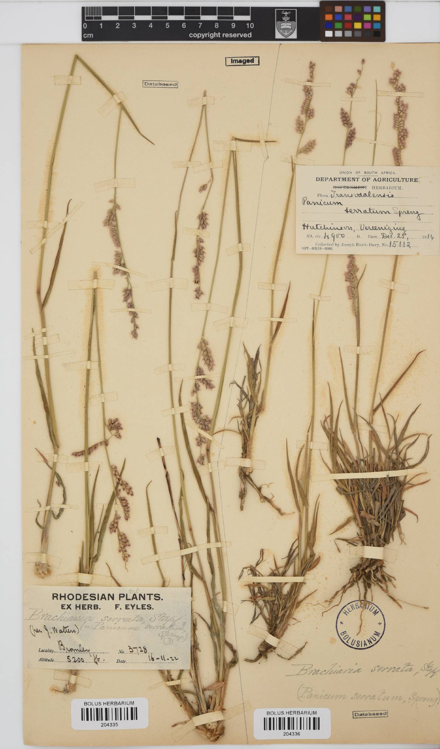 Brachiaria serrata image