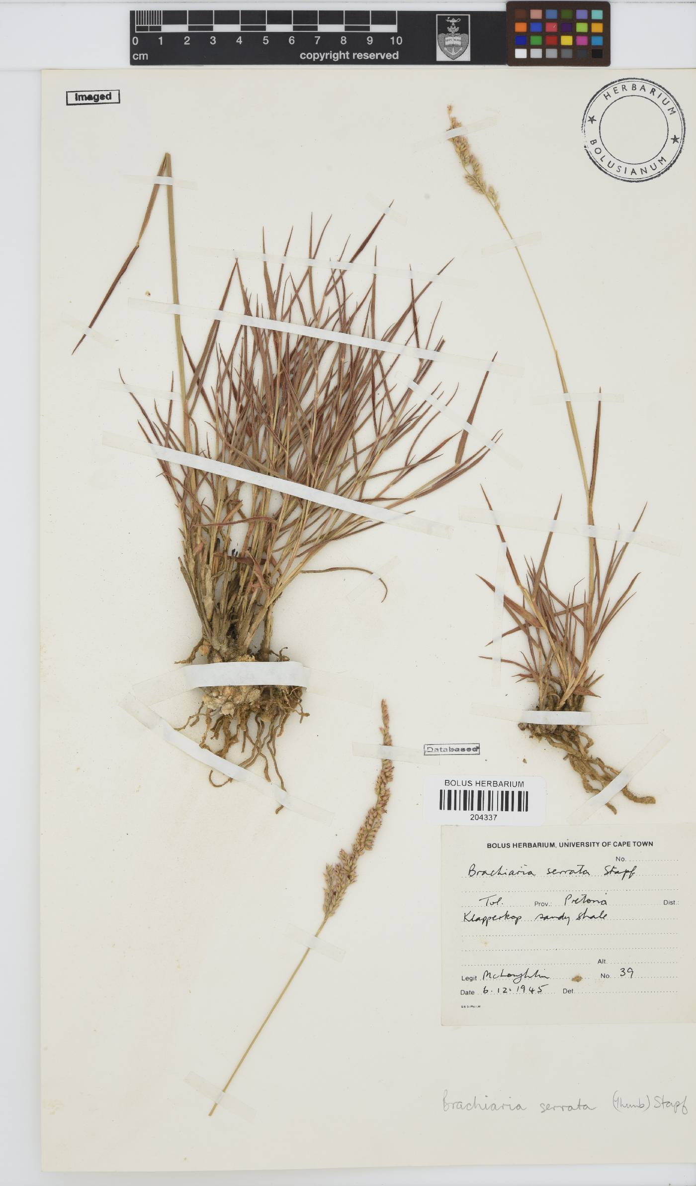 Brachiaria serrata image