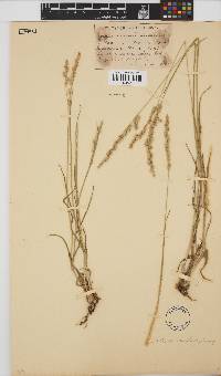 Brachiaria serrata image