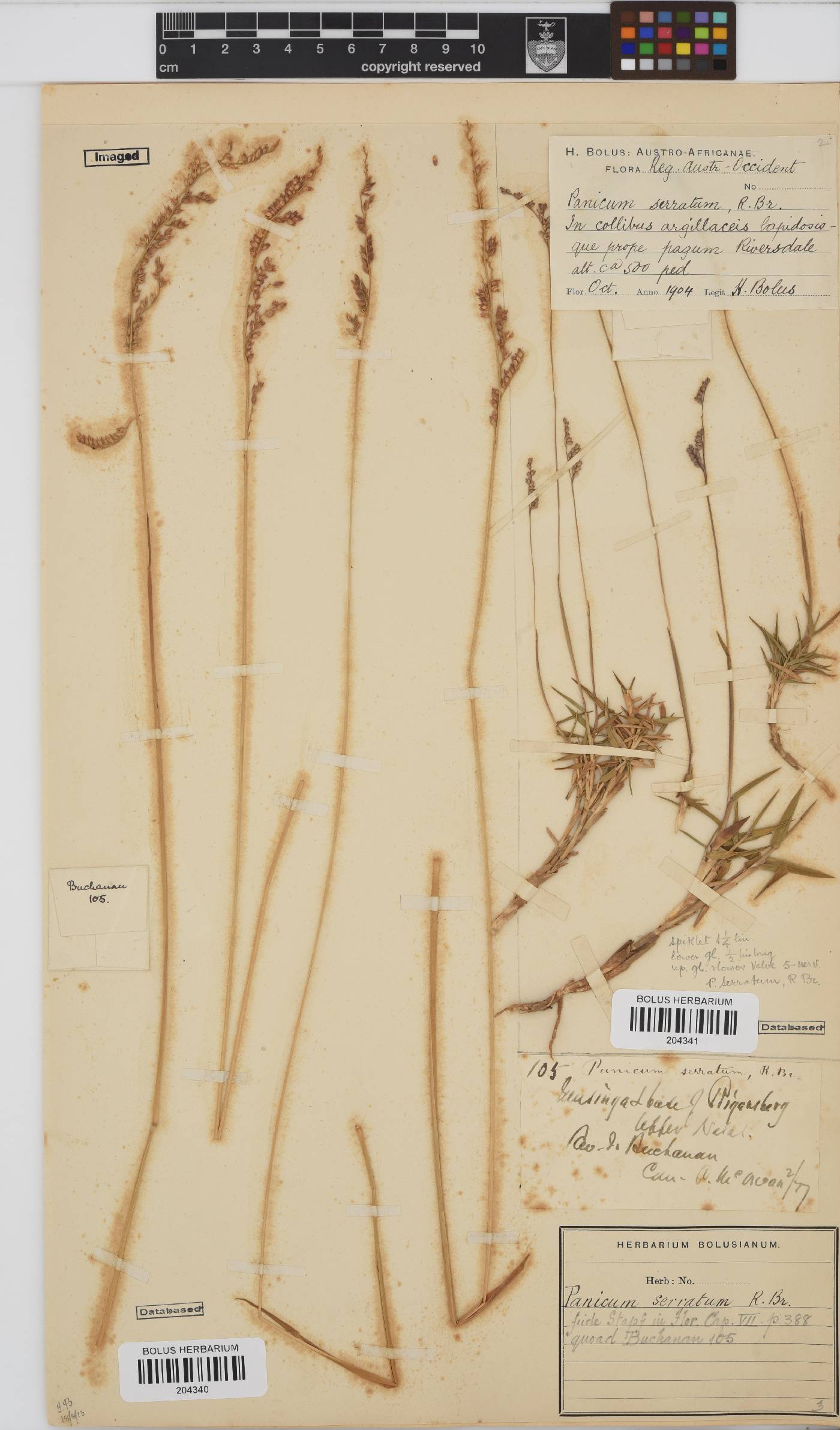 Brachiaria serrata image