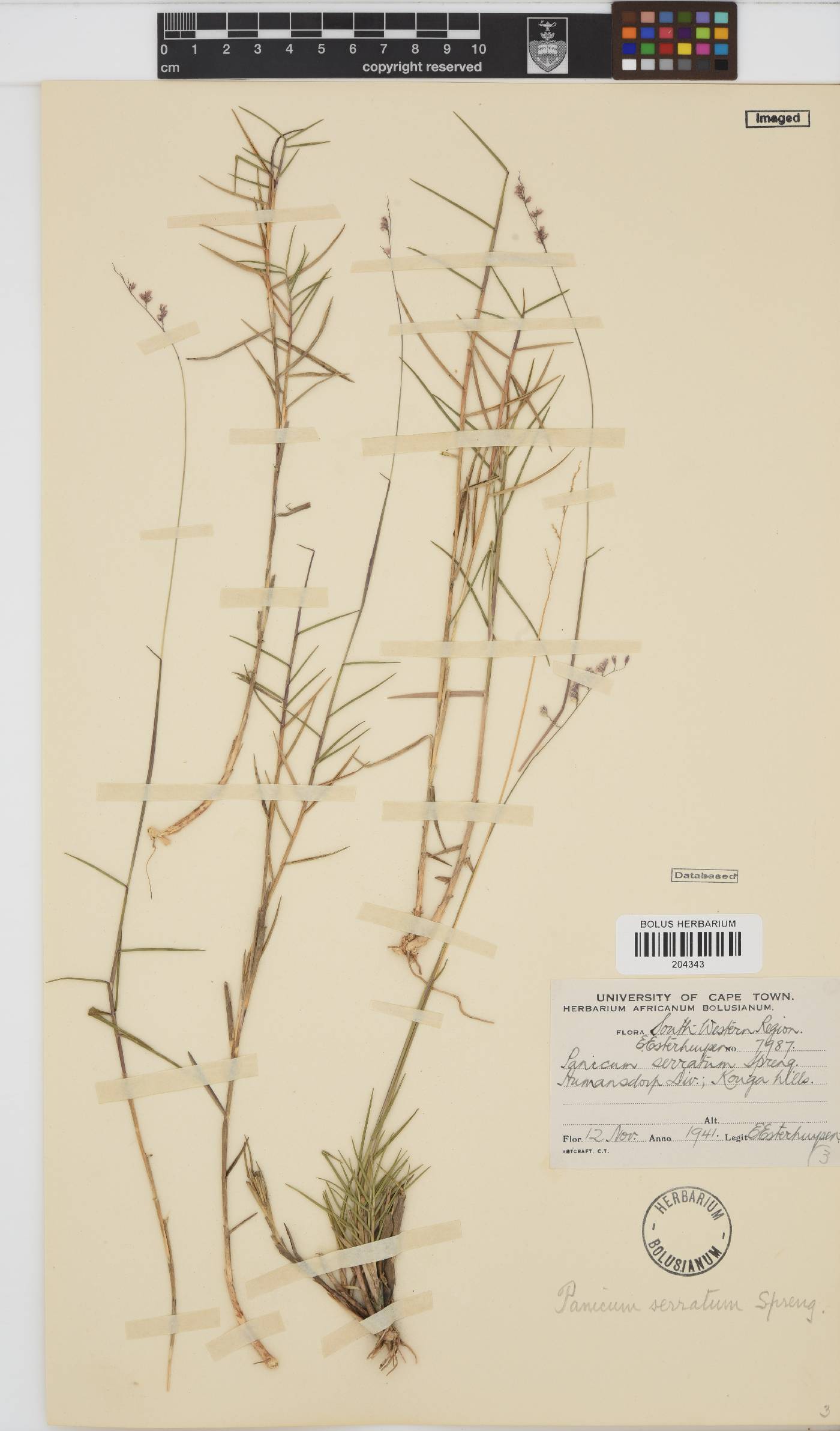 Brachiaria serrata image