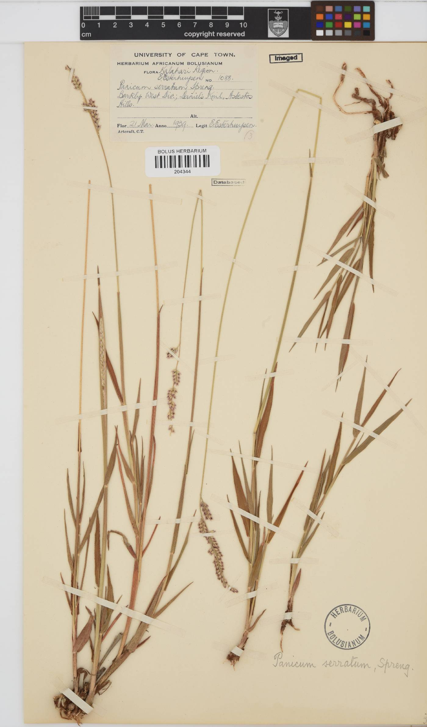 Brachiaria serrata image