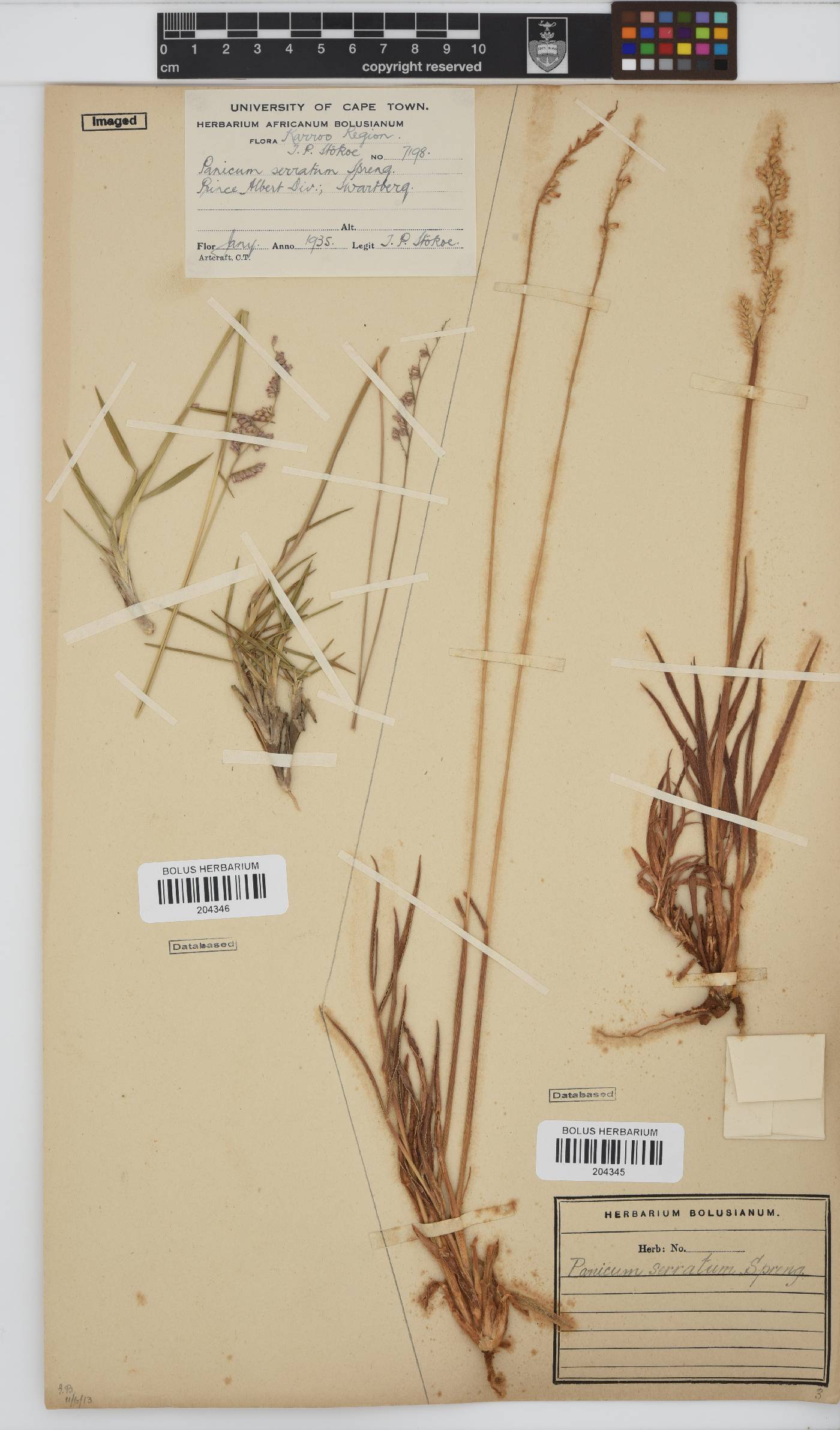 Brachiaria serrata image