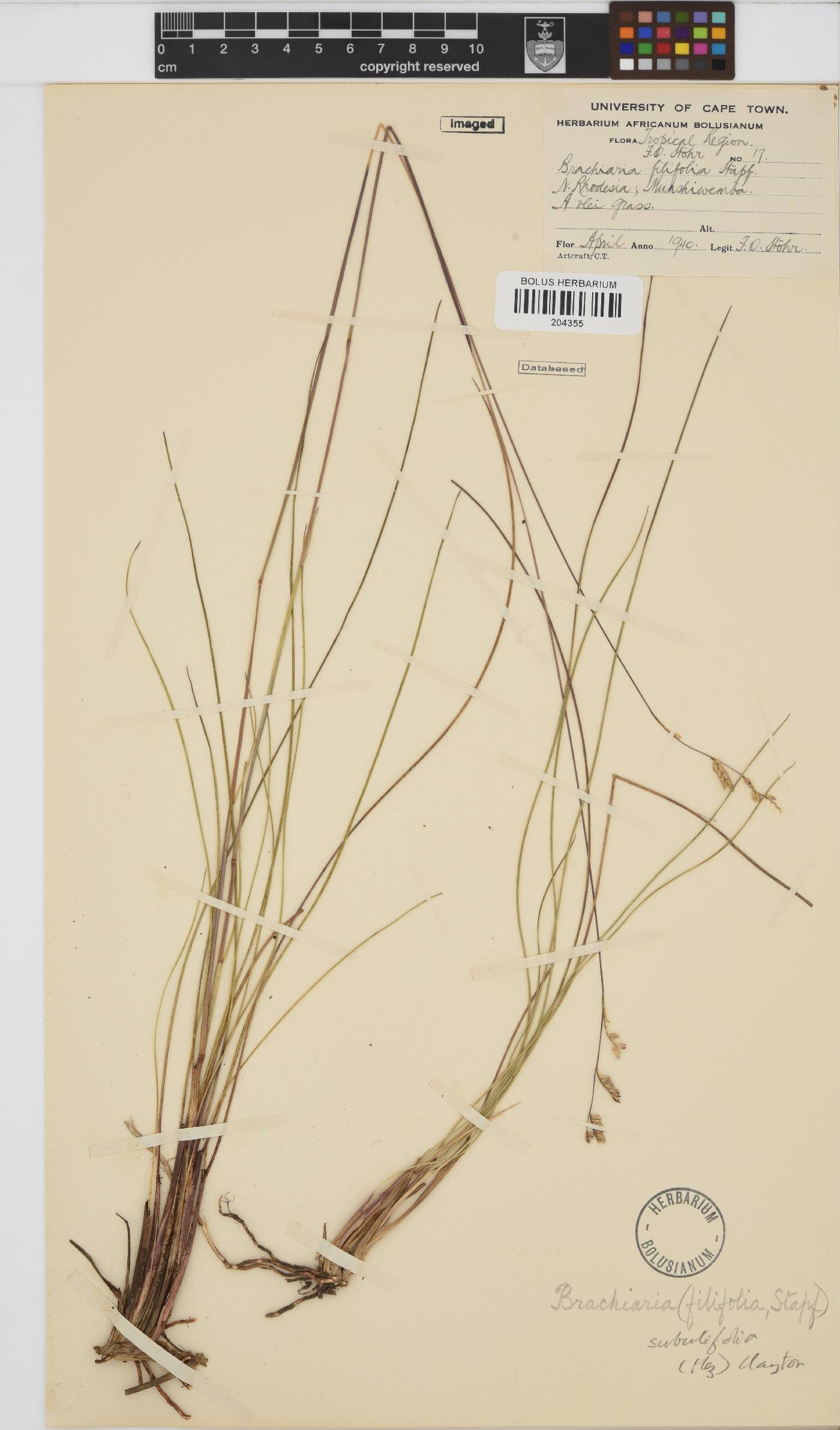 Brachiaria subulifolia image