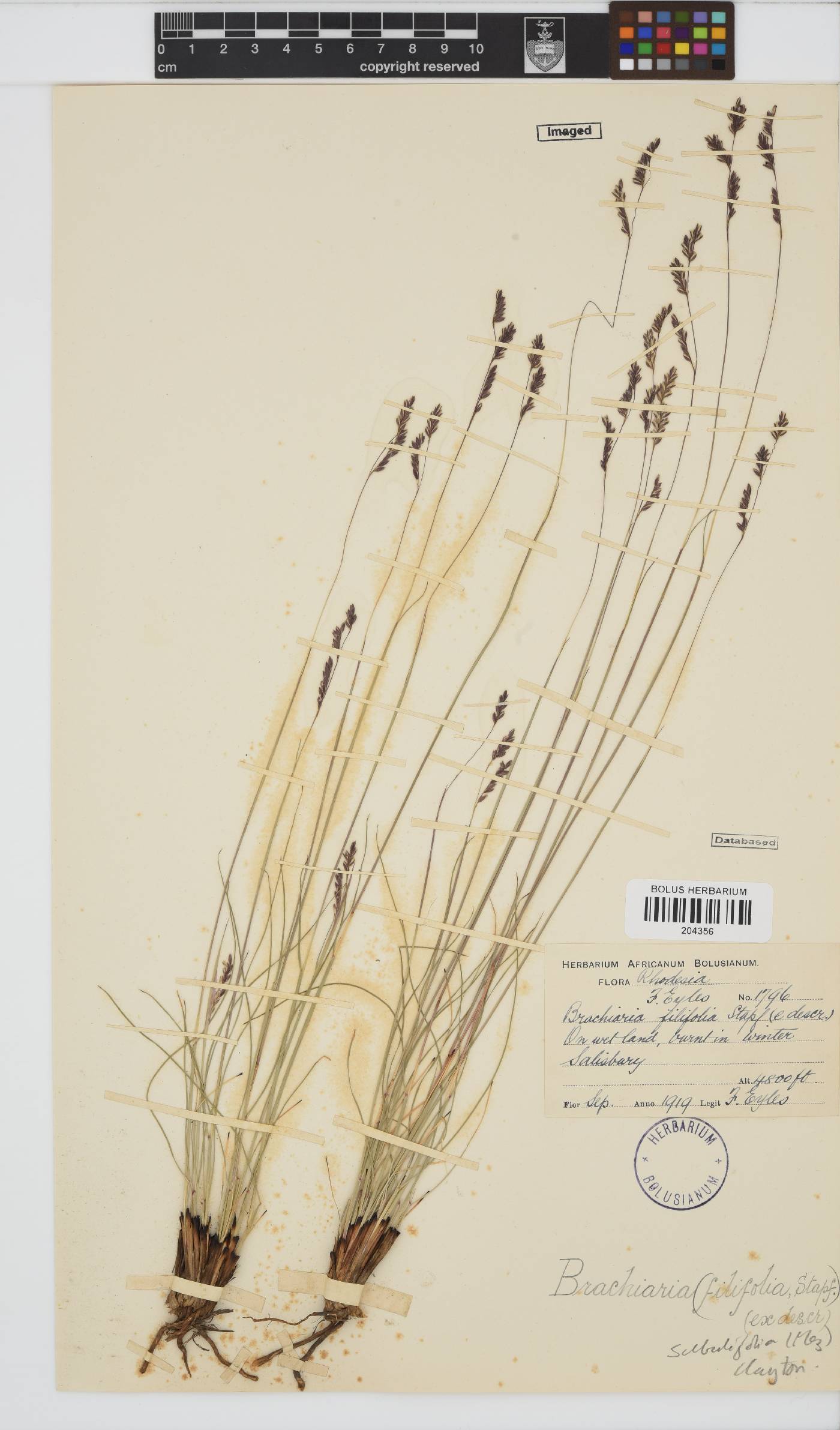 Brachiaria subulifolia image