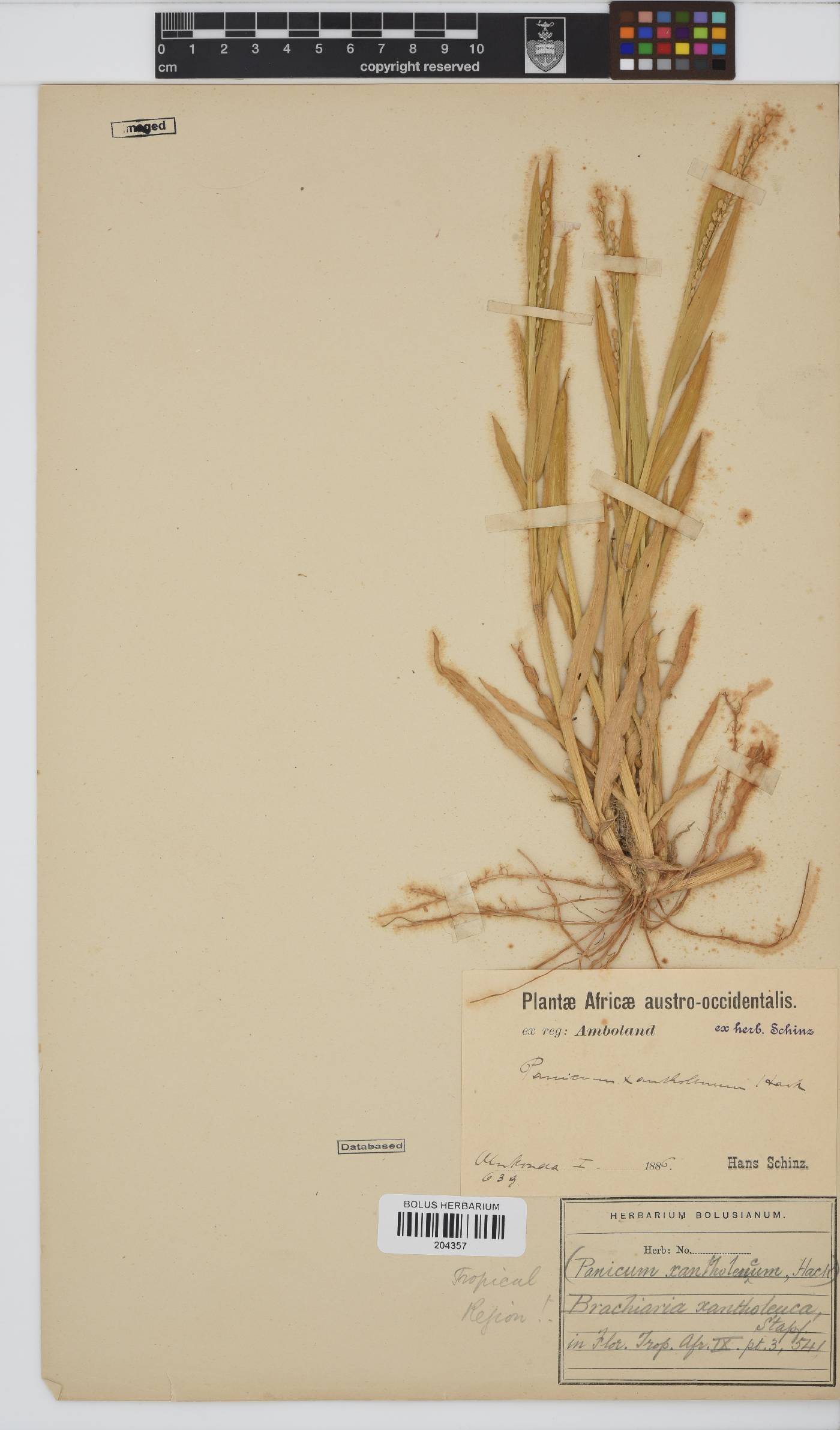 Brachiaria xantholeuca image