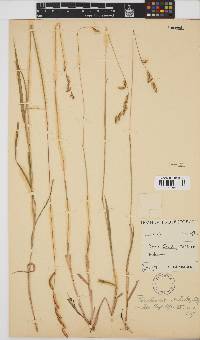 Image of Urochloa jubata