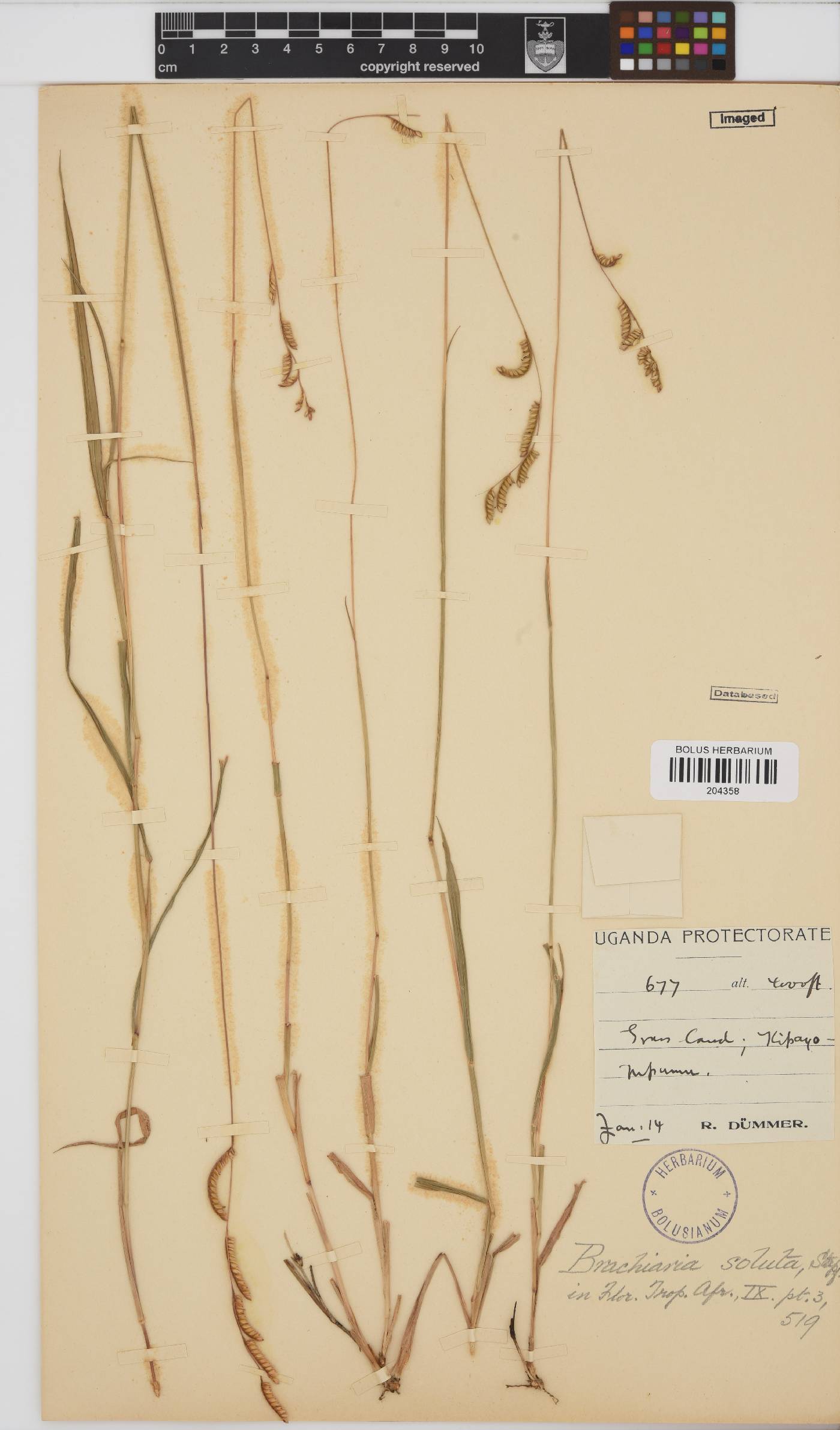 Urochloa jubata image