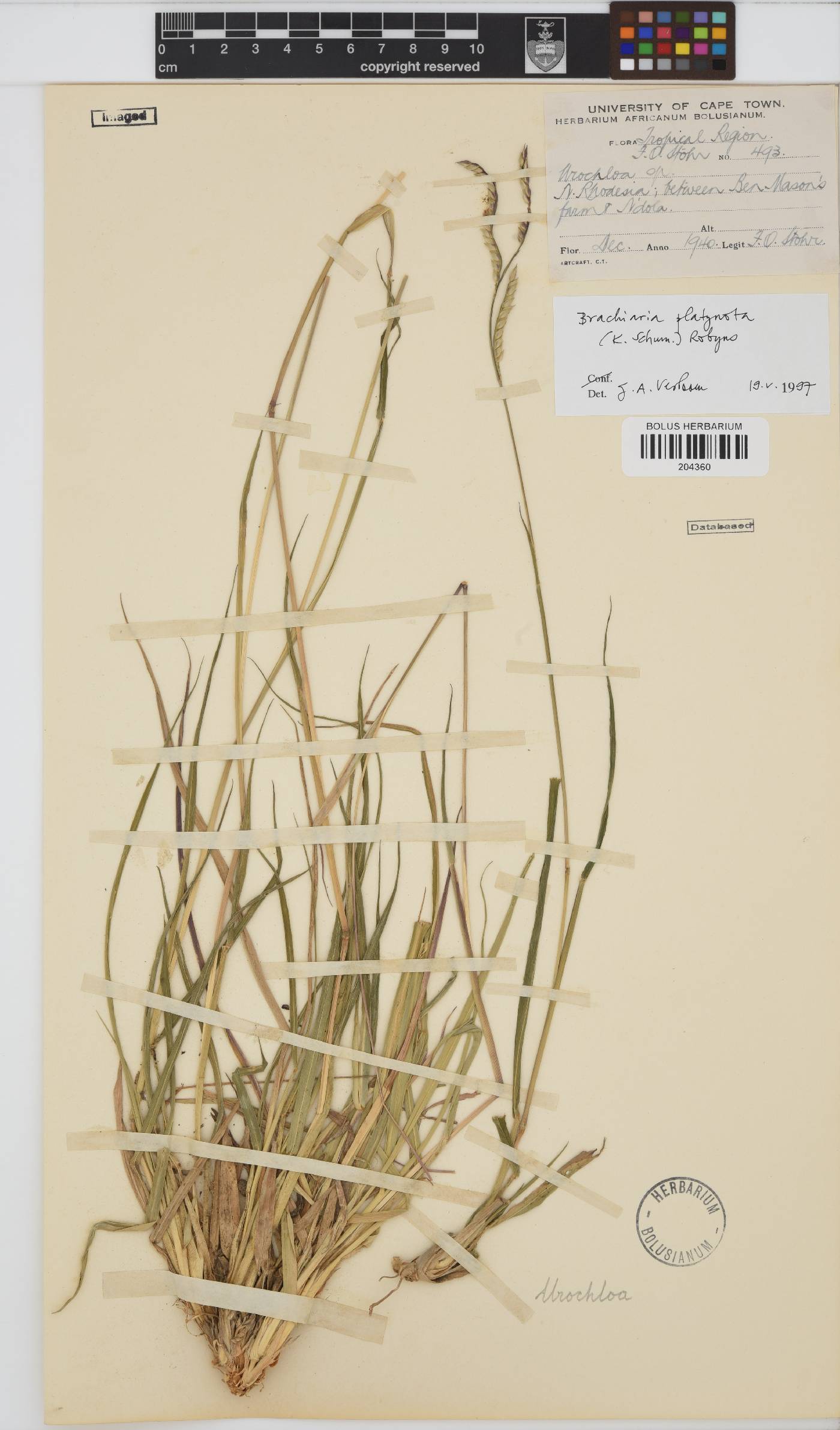 Urochloa platynota image