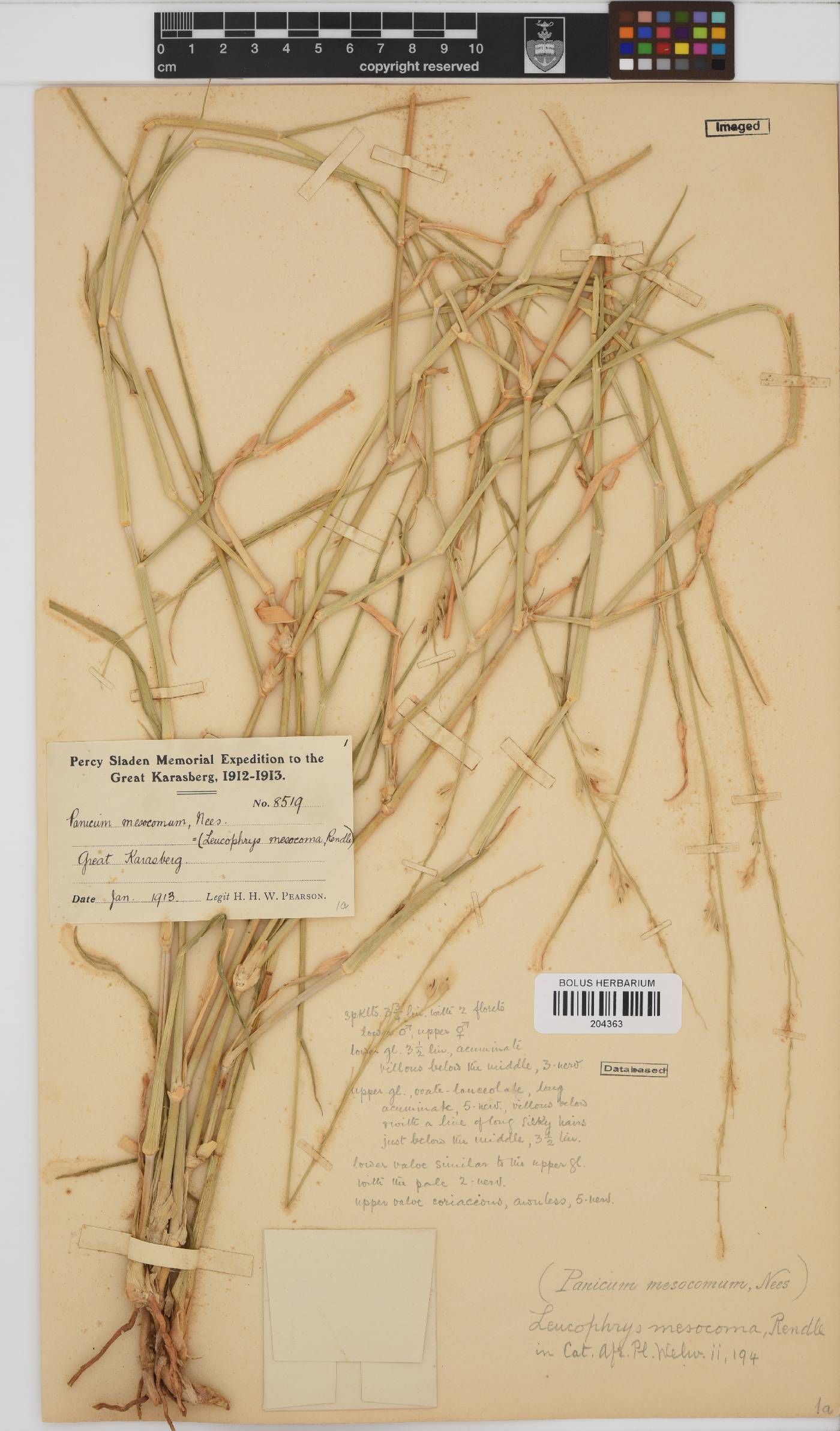 Leucophrys image