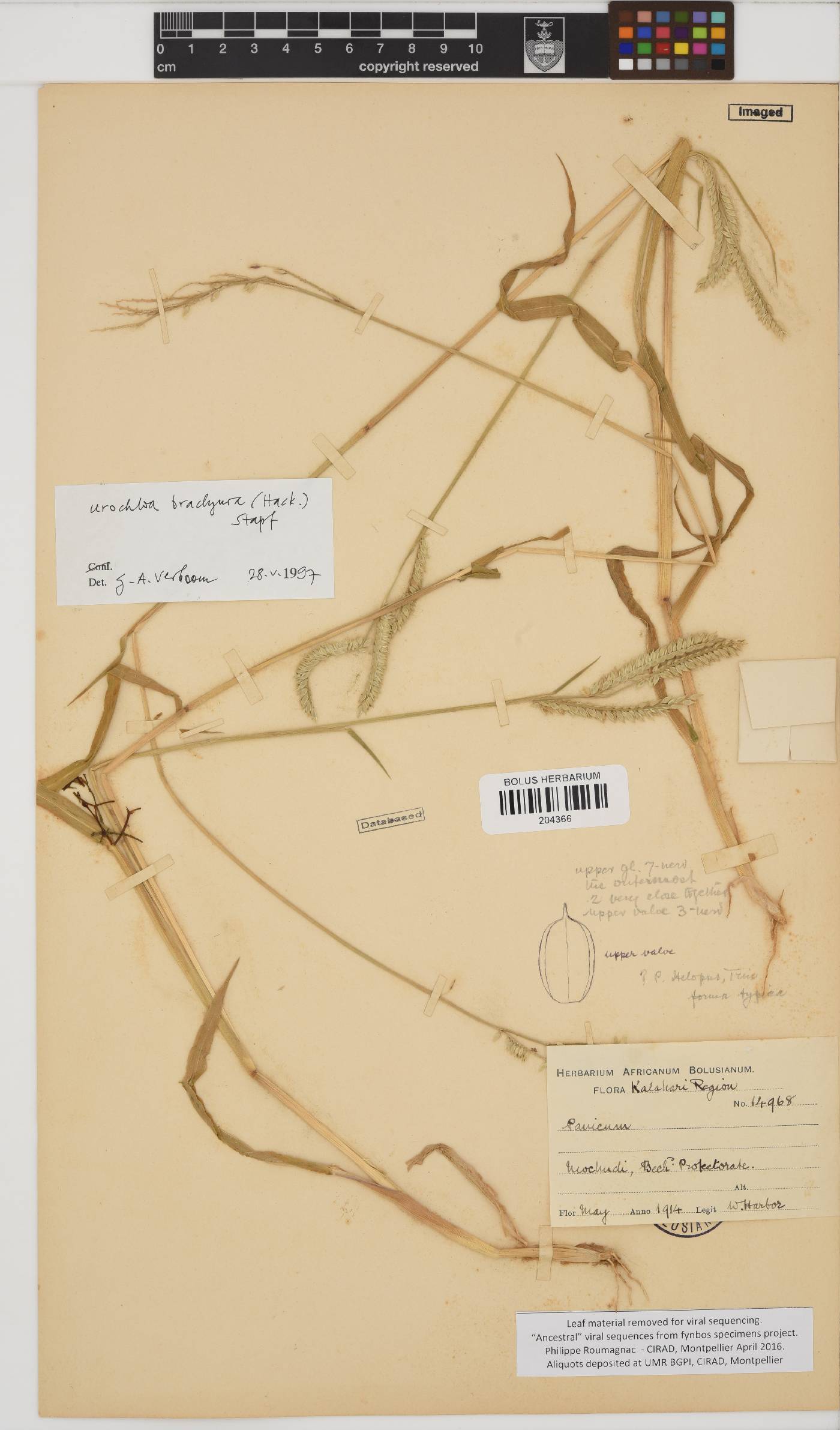 Urochloa brachyura image