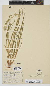 Urochloa brachyura image