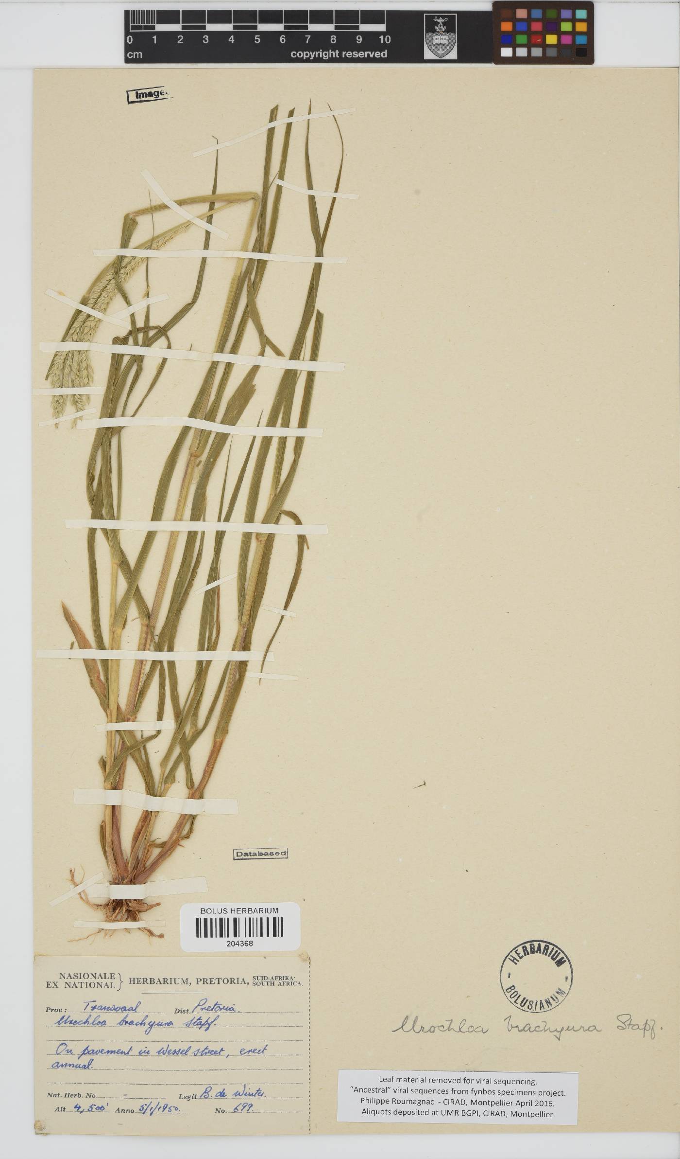 Urochloa brachyura image