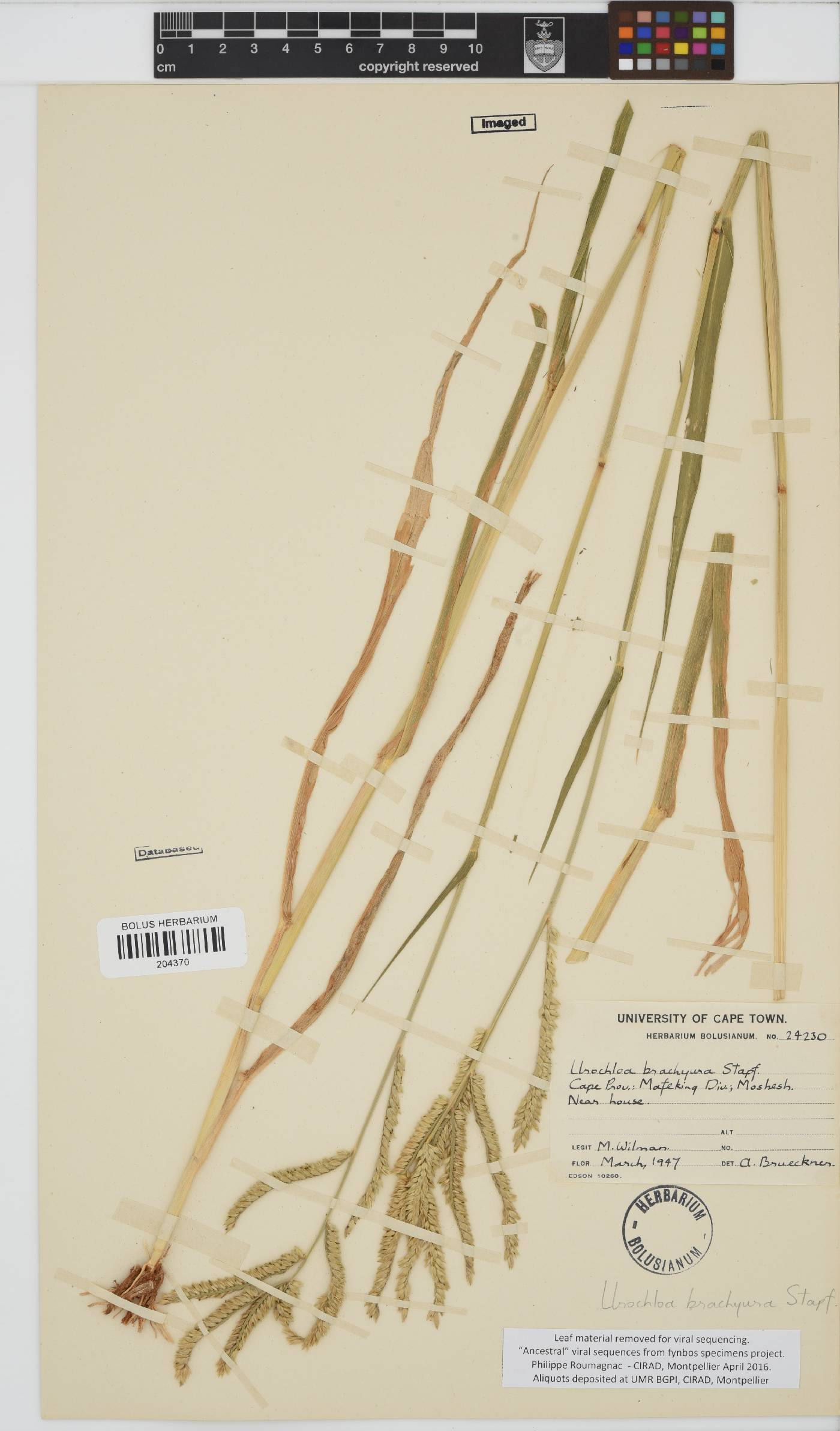 Urochloa brachyura image