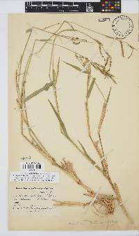 Urochloa mosambicensis image