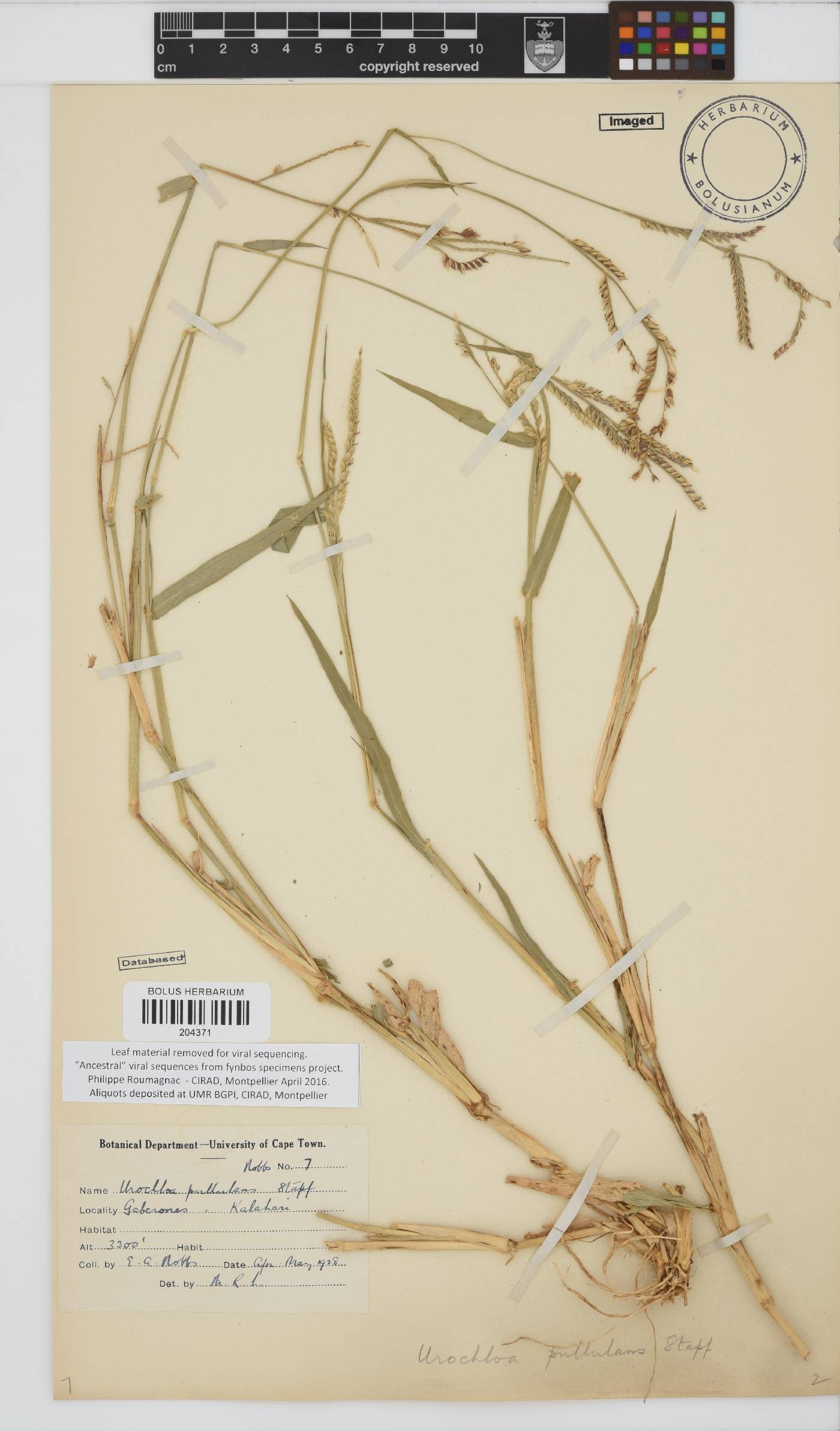Urochloa mosambicensis image