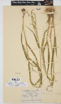 Urochloa mosambicensis image