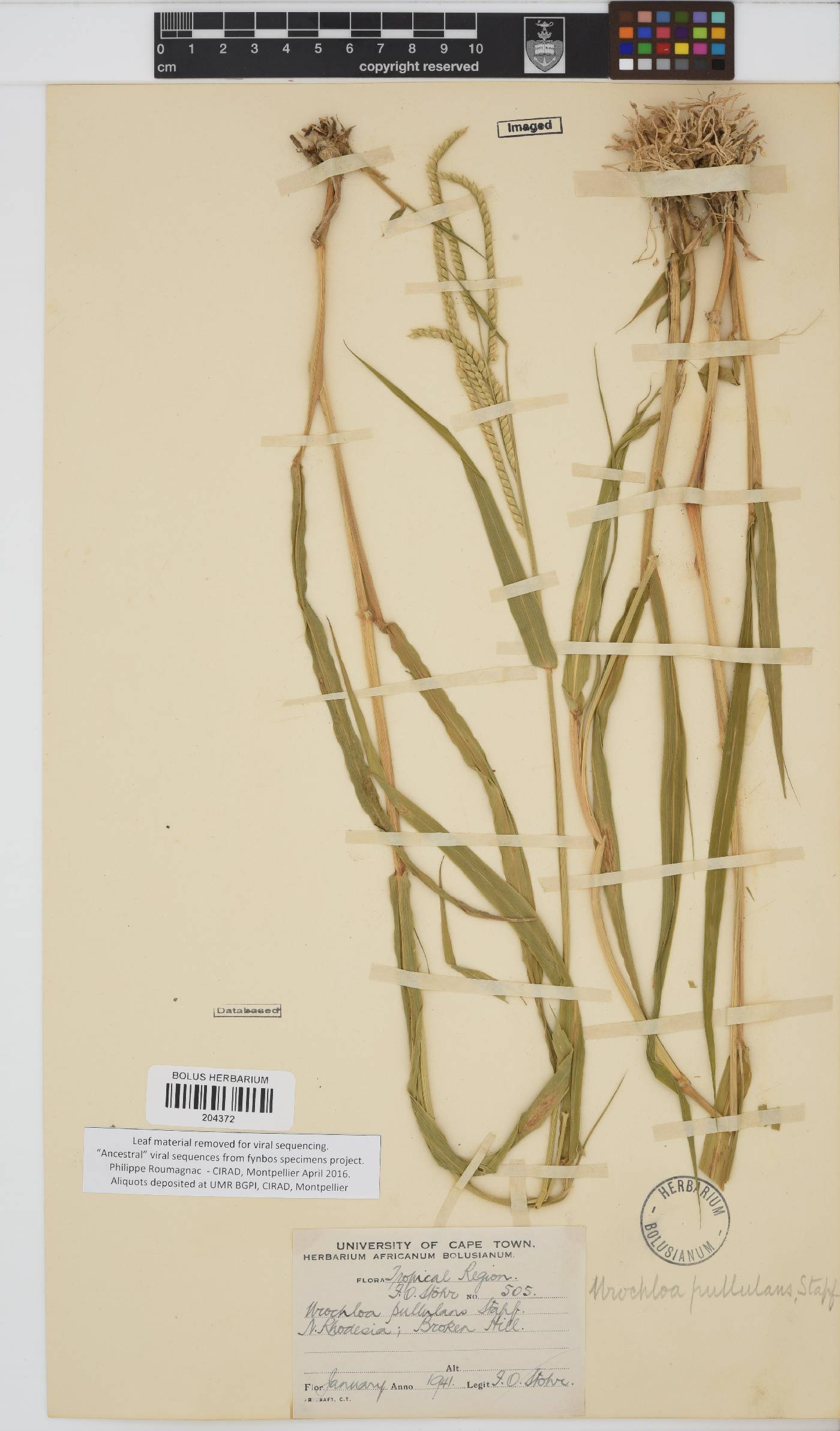 Urochloa mosambicensis image