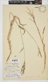 Urochloa mosambicensis image