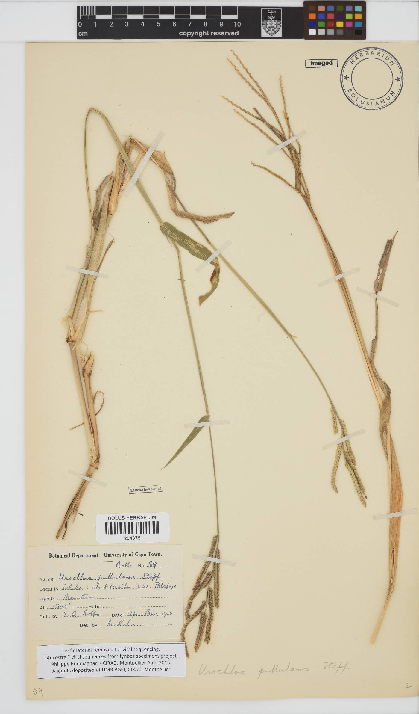 Urochloa mosambicensis image