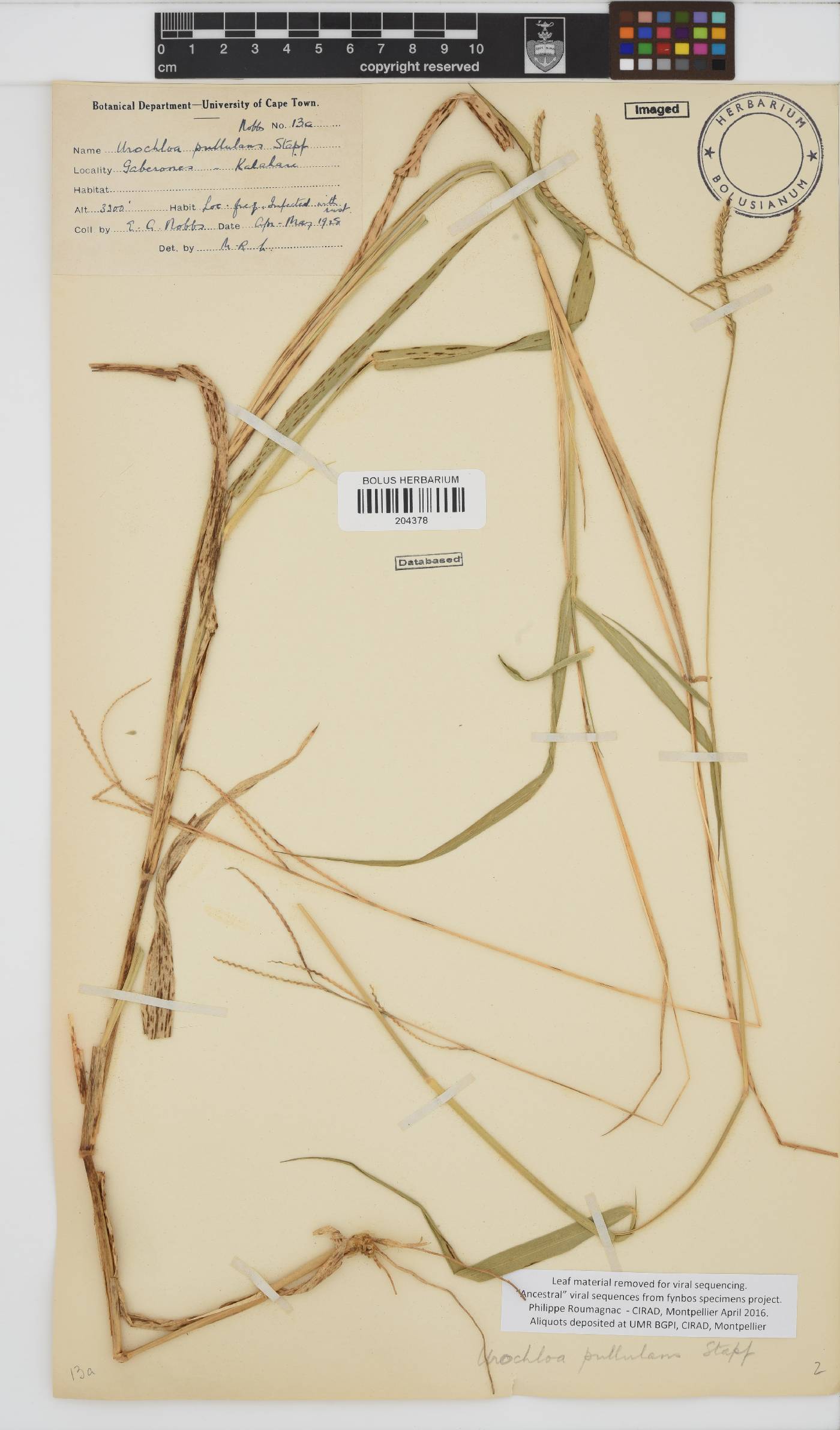 Urochloa mosambicensis image