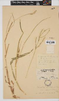 Urochloa mosambicensis image