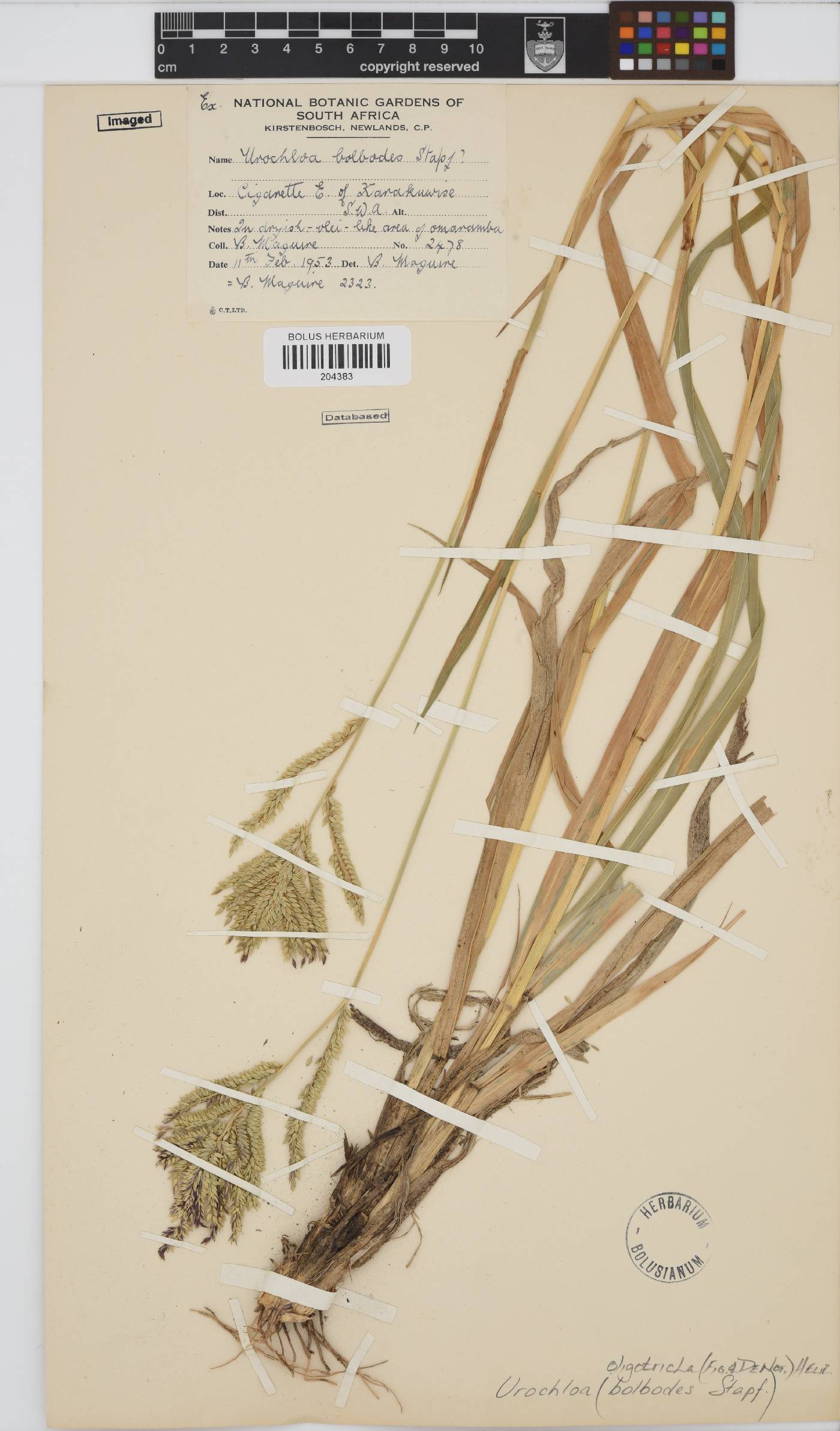 Urochloa oligotricha image