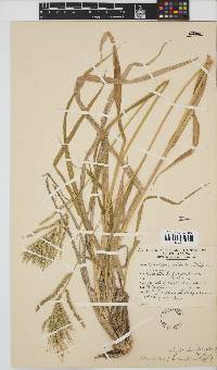 Urochloa oligotricha image