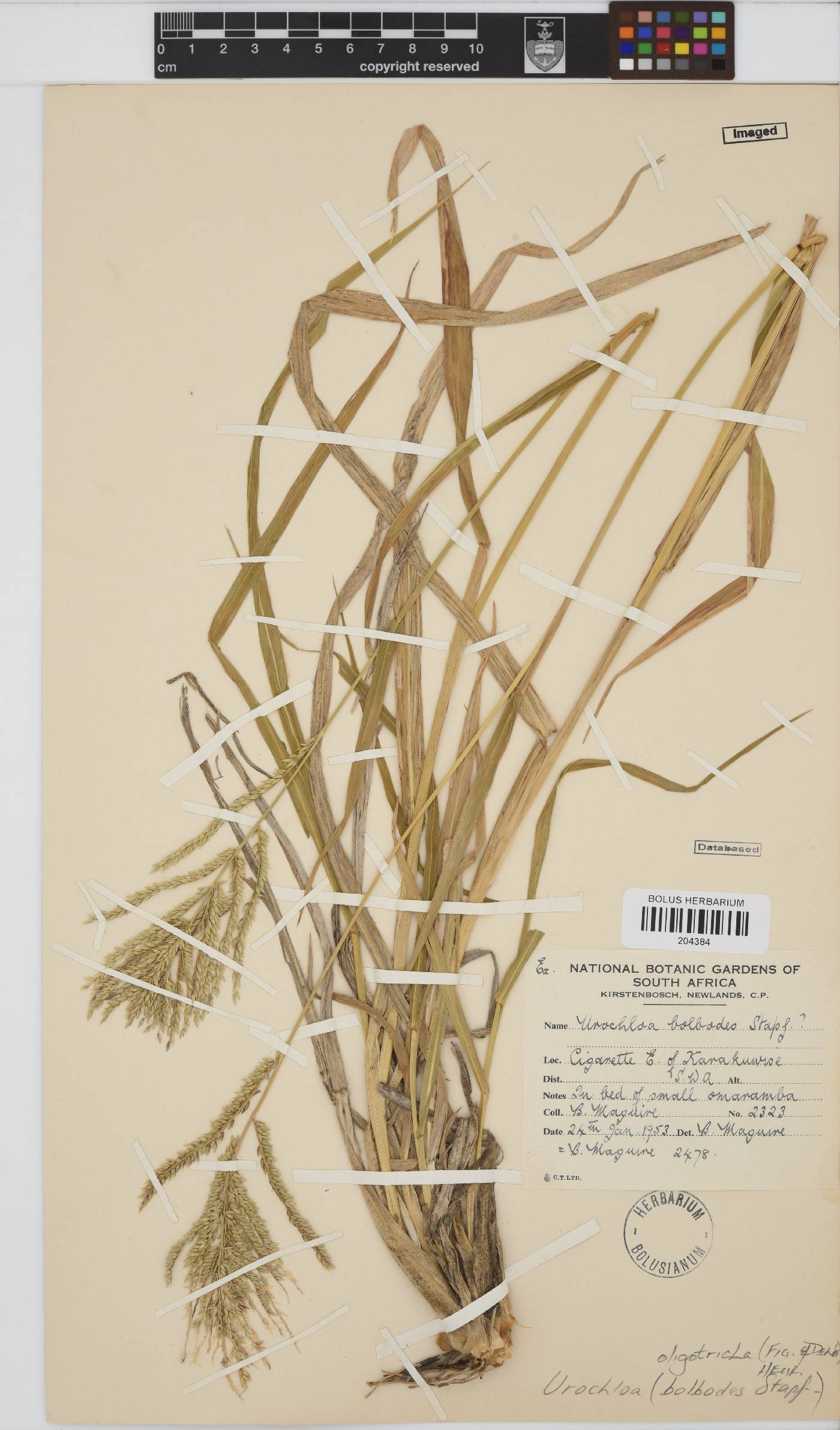 Urochloa oligotricha image