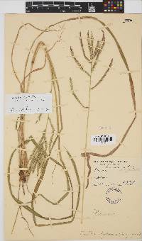 Urochloa oligotricha image