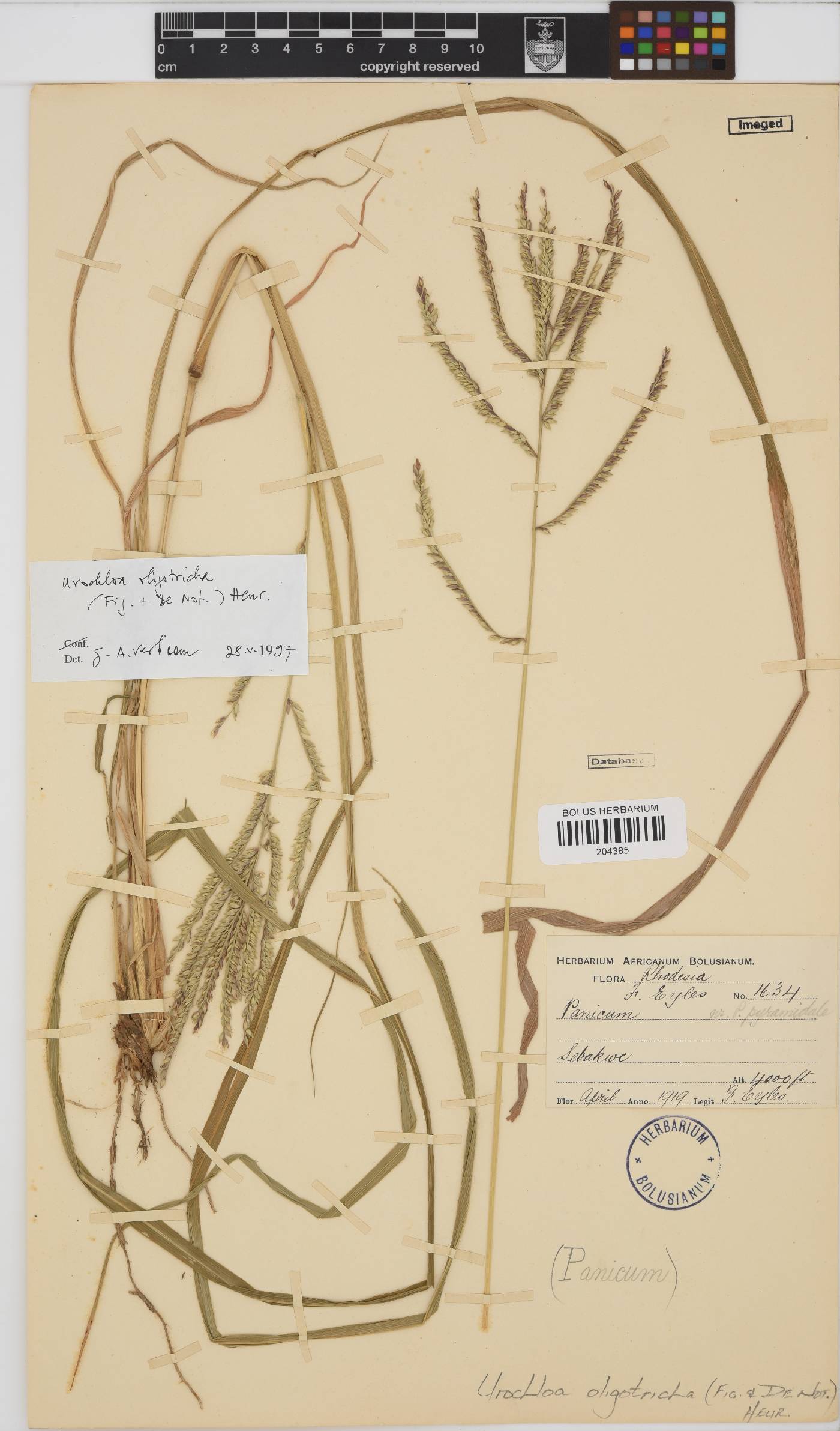 Urochloa oligotricha image