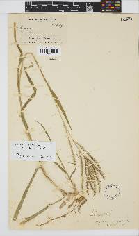 Urochloa oligotricha image