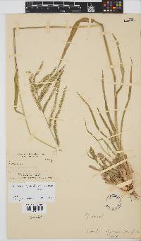 Urochloa oligotricha image