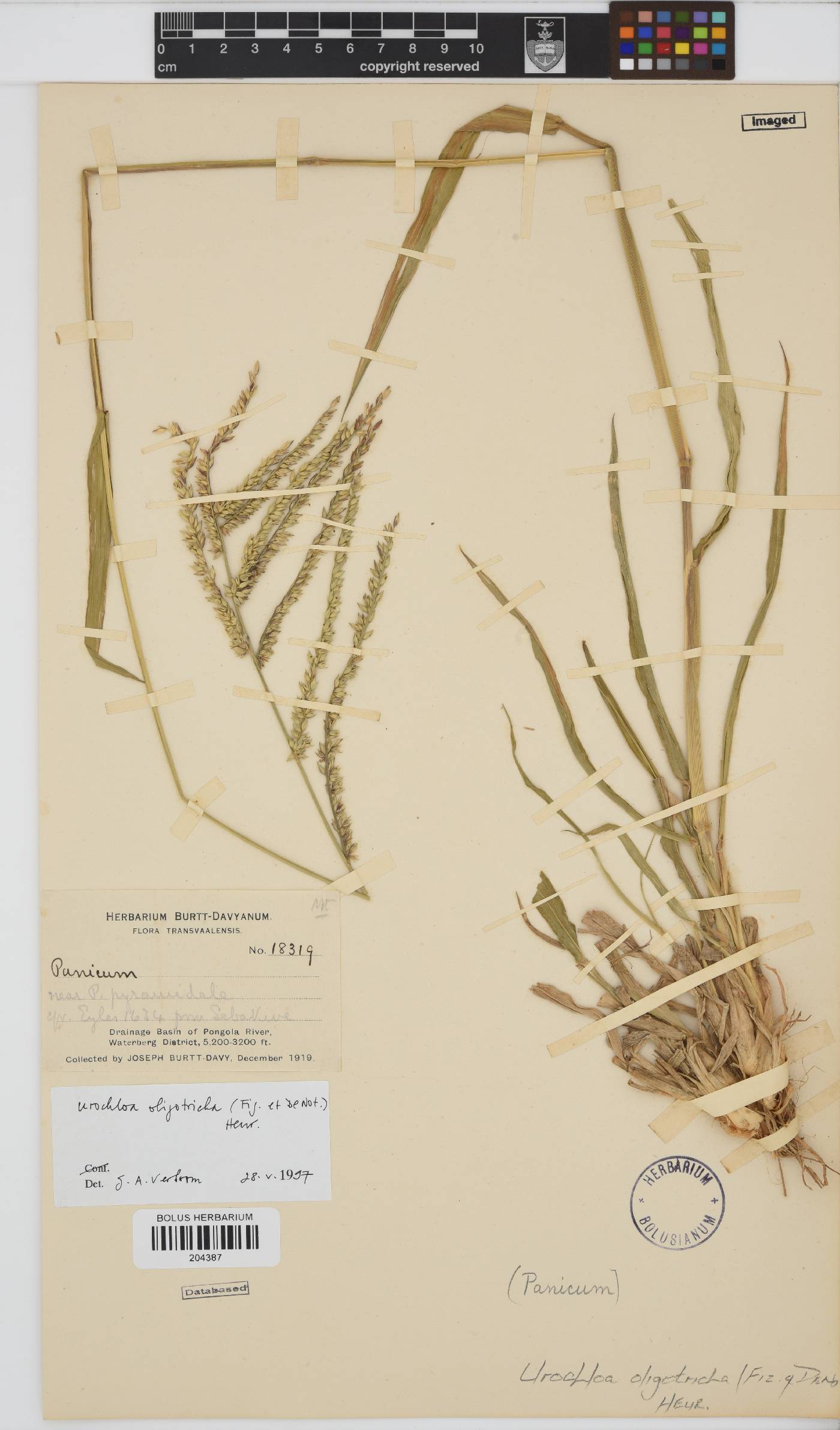 Urochloa oligotricha image