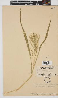 Urochloa oligotricha image