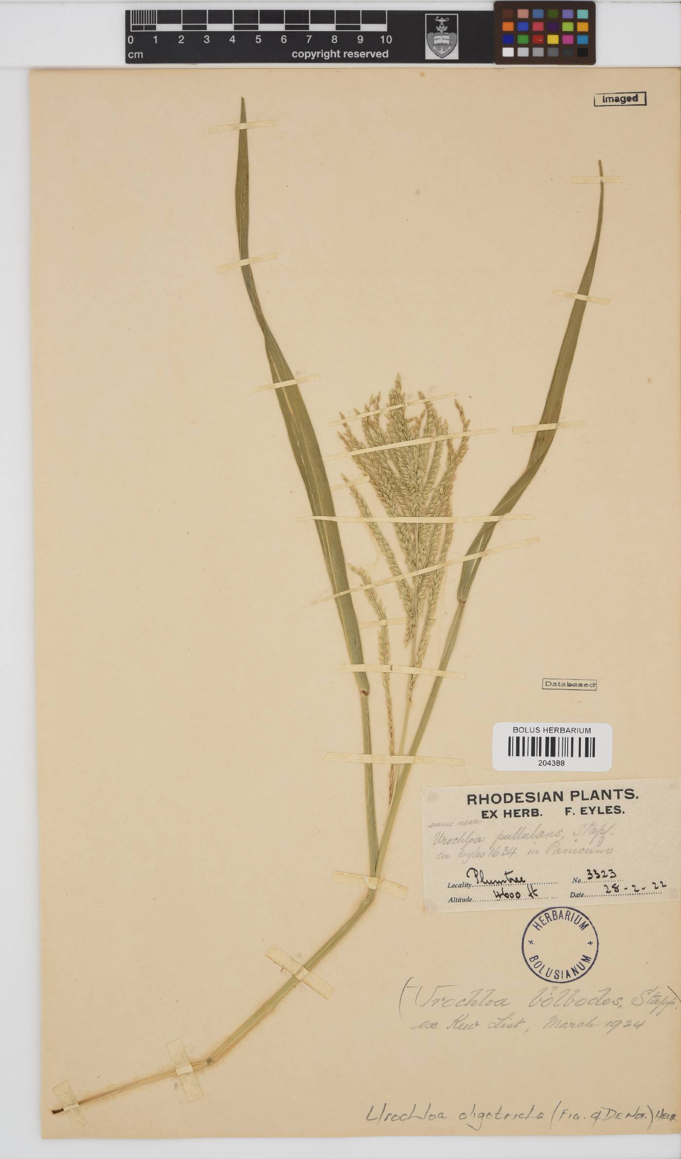 Urochloa oligotricha image