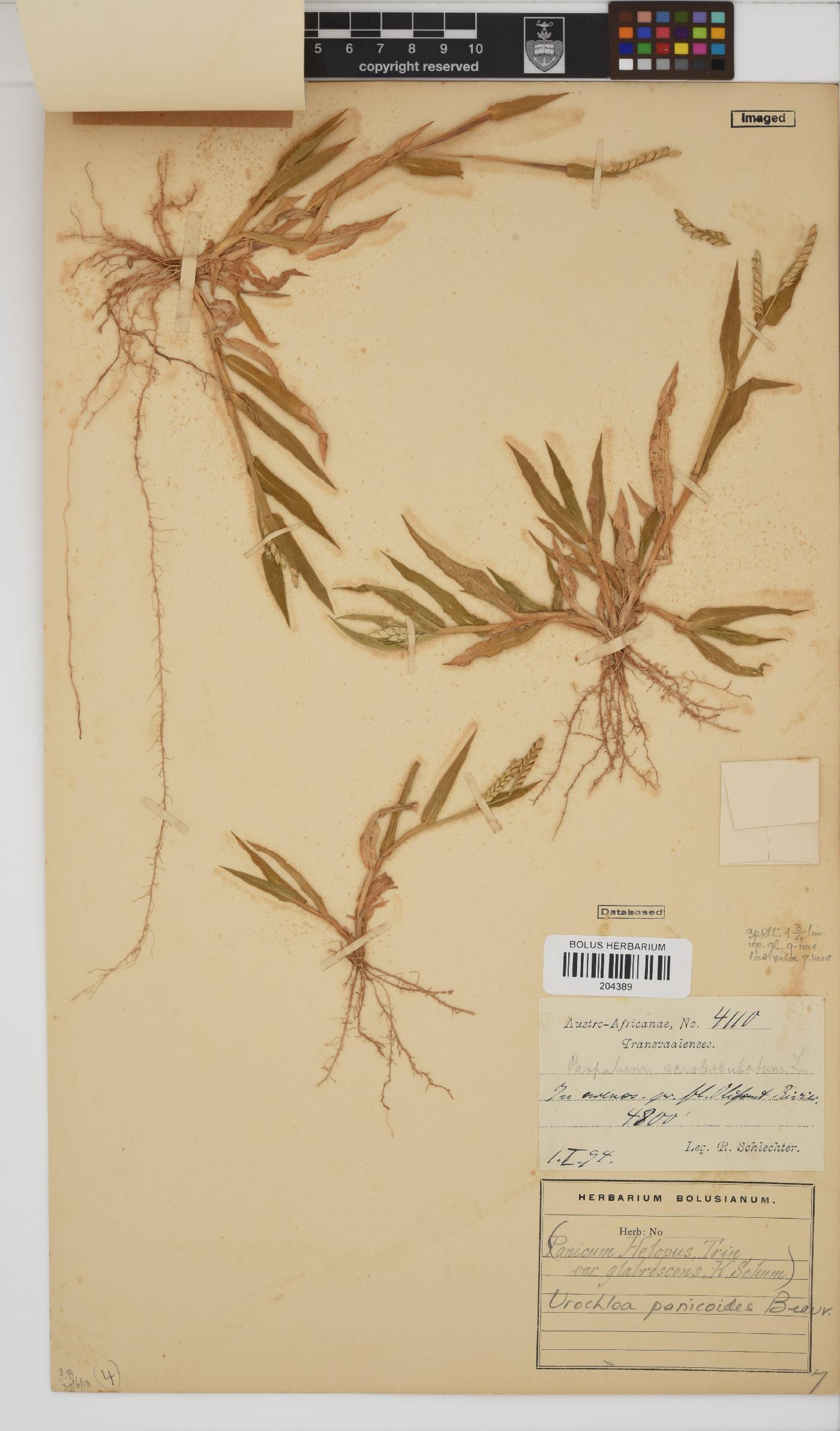 Urochloa panicoides image